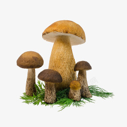 蘑菇装饰蘑菇草高清图片