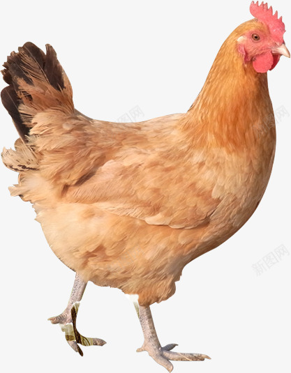一只老母鸡土鸡png免抠素材_新图网 https://ixintu.com 一只母鸡 母鸡 矢量母鸡 装饰图 装饰画 土鸡