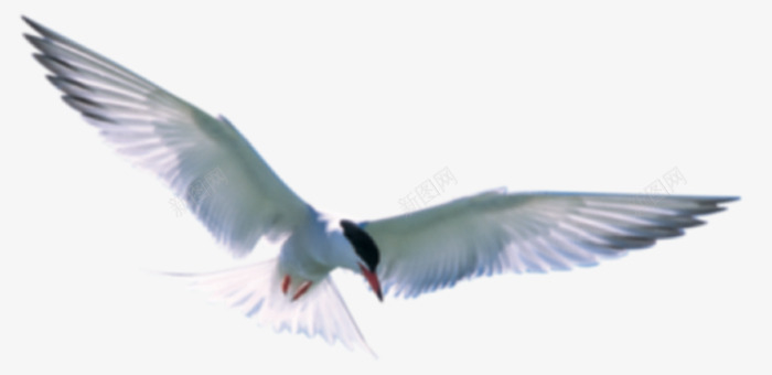 飞行的白鸟png免抠素材_新图网 https://ixintu.com 白色的鸟 白鸟 鸟儿 鸟类
