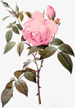 粉色绿叶玫瑰花图案手绘粉色玫瑰花植物高清图片