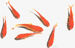 红色金鱼手绘红色古风金鱼高清图片