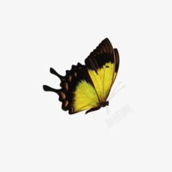 彩色的蝴蝶漂亮的蝴蝶图案高清图片