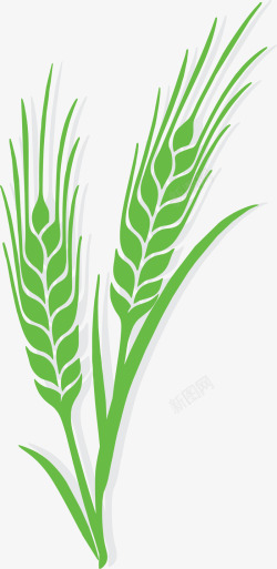 矢量稻田免抠PNG绿色为成熟的稻谷高清图片