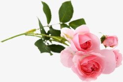 植物海报花朵玫瑰花效果素材