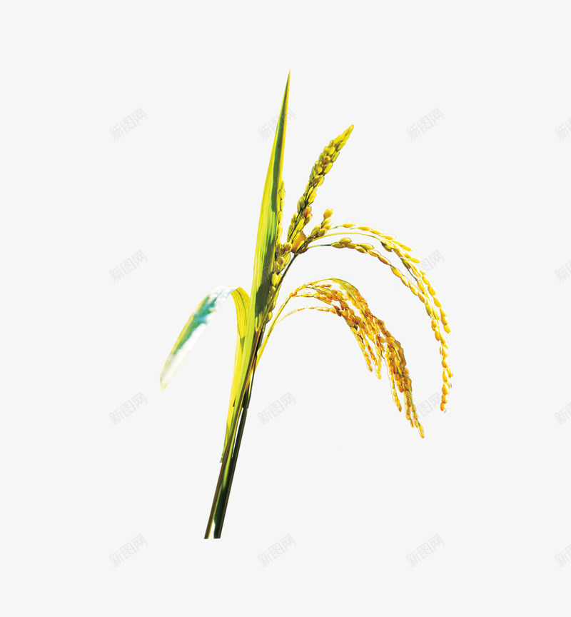 稻谷png免抠素材_新图网 https://ixintu.com 植物 稻穗 金色麦穗 金黄色 黃色稻穗