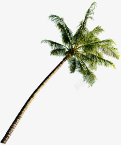 夏日椰子树沙滩摄影素材