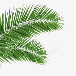 椰子叶免扣背景png椰子叶绿色树叶热带植物高清图片
