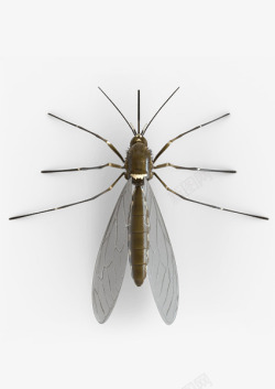 触角趴在墙壁上的蚊子摄影图高清图片