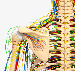 动静人体动静脉血管高清图片