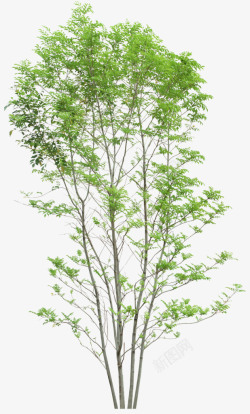 立面树稀疏树叶植物素材