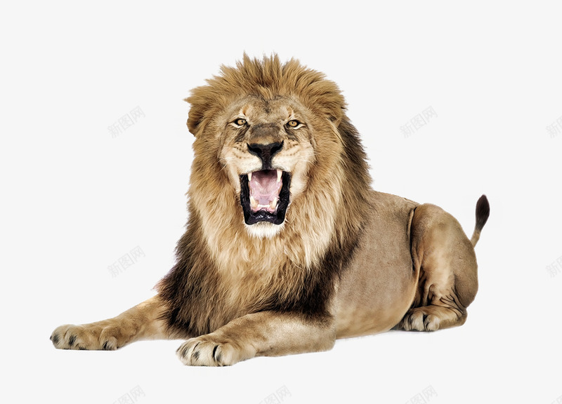 怒吼的狮子png免抠素材_新图网 https://ixintu.com 动物 动物世界 实物摄图 怒吼 狮子 雄狮 野生动物