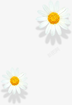 小清新雏菊两朵漂浮菊花装饰高清图片
