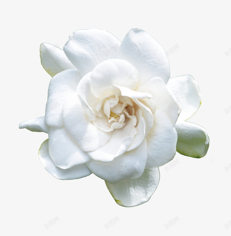 山茶花png免抠素材_新图网 https://ixintu.com 植物 白色 花卉 装饰素材