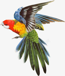 彩色的小鸟彩色鹦鹉高清图片
