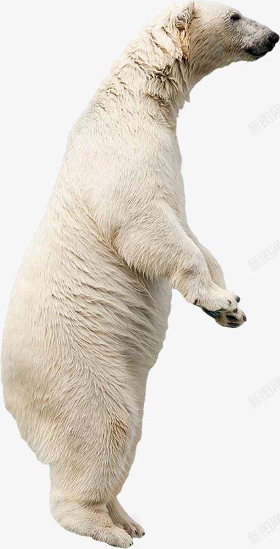 可爱的北极熊png免抠素材_新图网 https://ixintu.com 动物 可爱 庞大 毛茸茸
