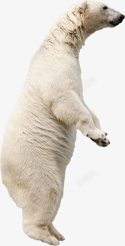 庞大的可爱的北极熊高清图片