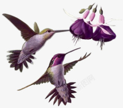 紫色蜂鸟素材