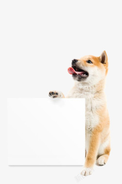 拿着烟花的狗拿着画板的狗高清图片