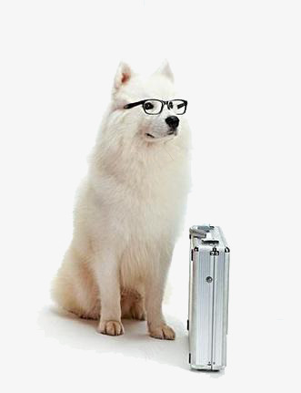 戴眼镜的萨摩png免抠素材_新图网 https://ixintu.com 动物 宠物 狗 白领 眼镜 箱子 职业人士 萌宠 萨摩
