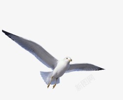 飞行的鸽子飞行海鸥高清图片