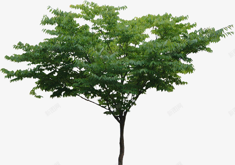 一株小树png免抠素材_新图网 https://ixintu.com 一棵树 大树 实物 植物 绿色