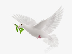 和平的象征和平鸽庆国庆佳节高清图片
