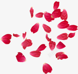 红色玫瑰花鲜花特写飘落的玫瑰花瓣高清图片