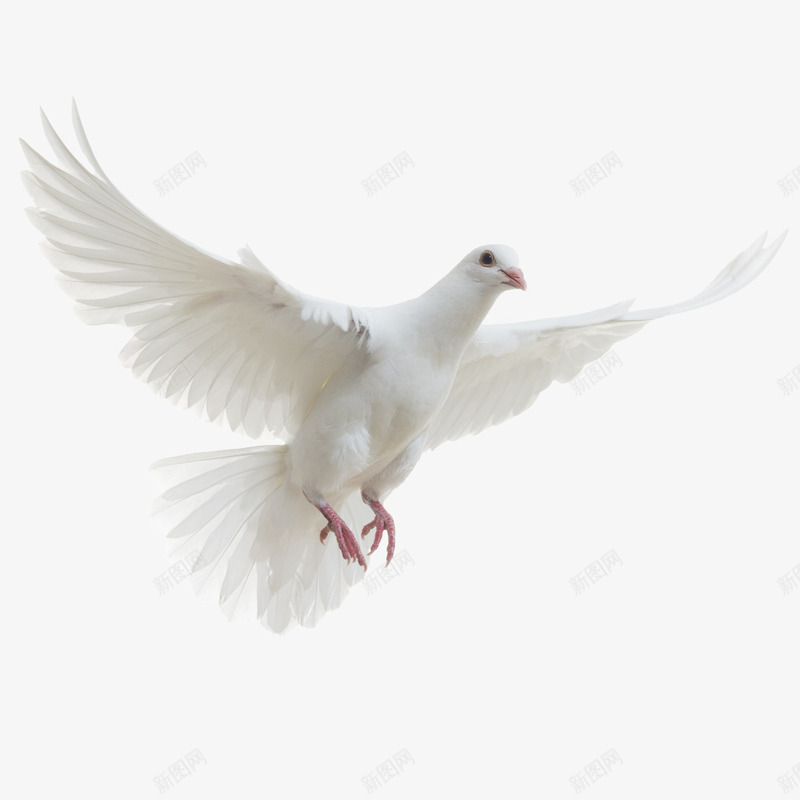 白色飞跃的和平鸽png免抠素材_新图网 https://ixintu.com 和平鸽 实物 白色 飞跃 鸽子