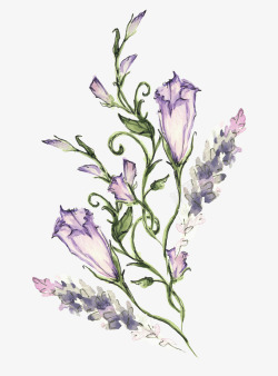清新花卉手绘紫色喇叭花装饰高清图片