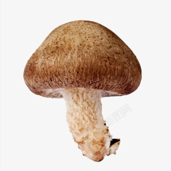 三朵可爱的蘑菇一朵香菇高清图片