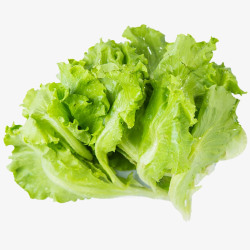 有机蔬菜菠菜新鲜生菜图高清图片