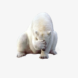 捂脸捂脸伤心的北极熊高清图片