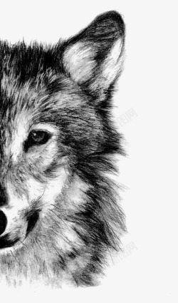 动物狼狼高清图片