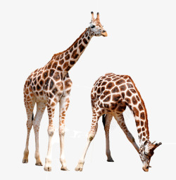 长脖子的两只长颈鹿高清图片