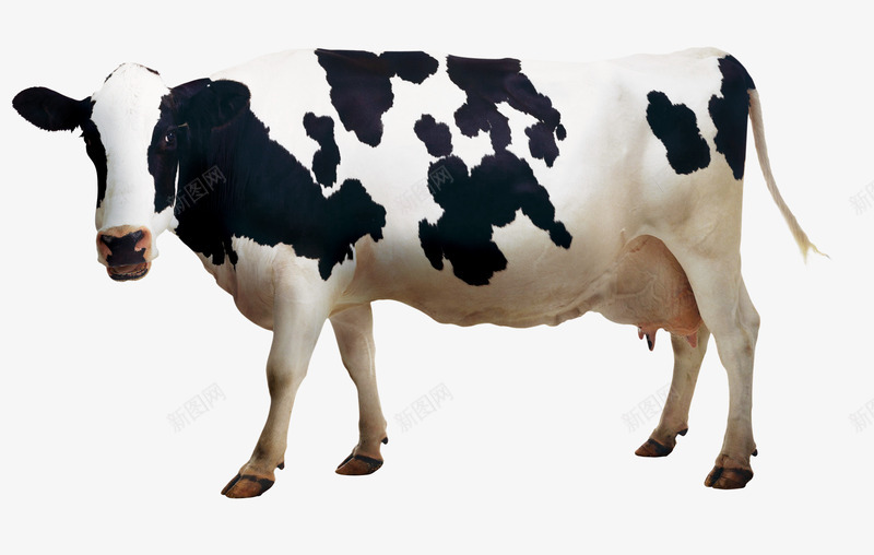 奶牛母牛矢量图eps免抠素材_新图网 https://ixintu.com 乳牛 乳牛免扣 乳牛矢量图 奶牛 奶牛PNG 有机 牛吃草 矢量图 黑白牛