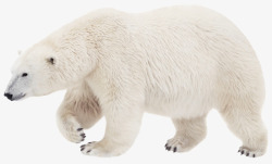 白色呆呆熊行走的白色北极熊高清图片