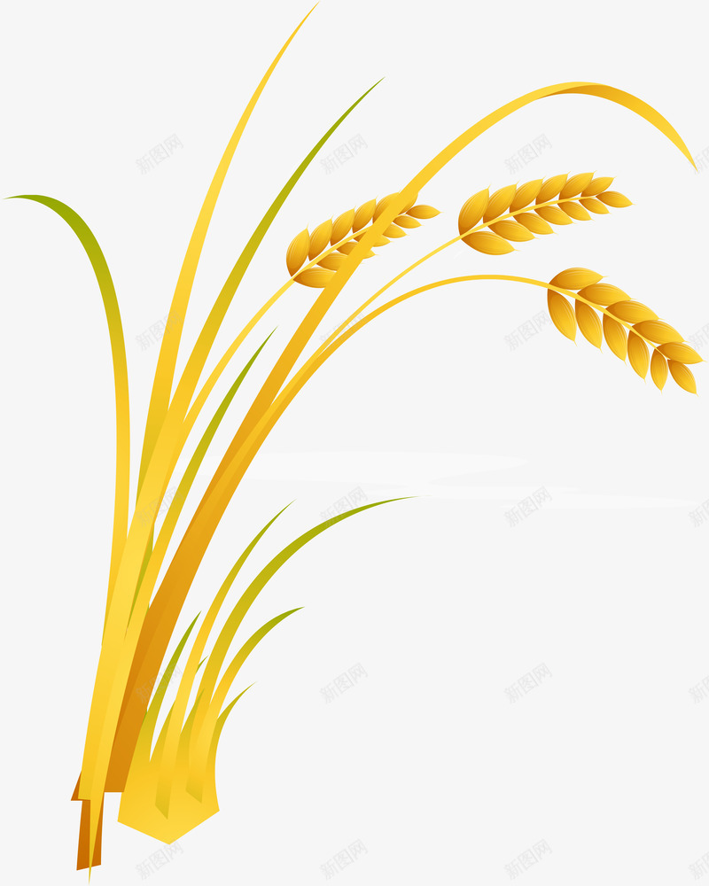 稻穗png免抠素材_新图网 https://ixintu.com 农业 生物世界 粮食 谷穗 金色麦穗 黃色稻穗