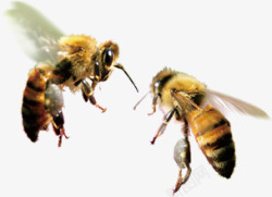 矢量虫子两只大蜜蜂海报高清图片