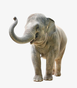 长鼻鼻子上扬的大象侧面图高清图片