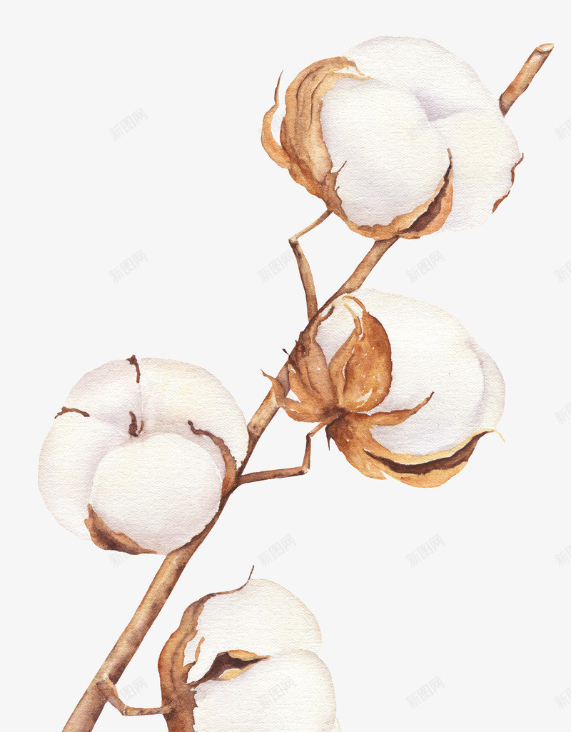 手绘白色的棉花图png免抠素材_新图网 https://ixintu.com 创意 卡通手绘 卡通木棉花 枯枝 枯树 棉花 棕色 水彩 白色 花朵