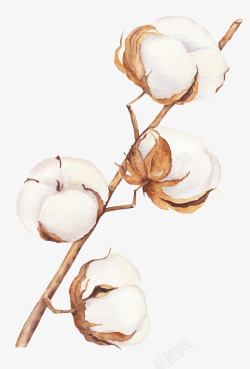 棕色白色手绘白色的棉花图高清图片