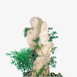 植物白岩石竹子素材
