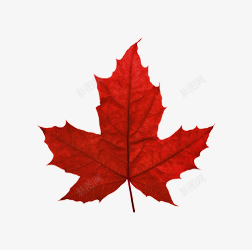 红枫叶加拿大png免抠素材_新图网 https://ixintu.com png png图片 免抠 免抠素材 加拿大标志 枫叶 枫叶标本 树叶 红叶子