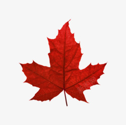 红枫叶加拿大素材