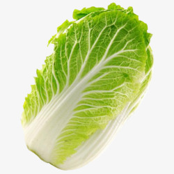 新鲜绿色蔬菜新鲜的大白菜高清图片