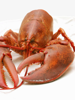 波斯顿龙虾红色波士顿海鲜龙虾实物高清图片
