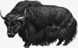 矢量牦牛黑色的牦牛高清图片