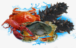 矢量海产生物新鲜的海产品海洋生物高清图片