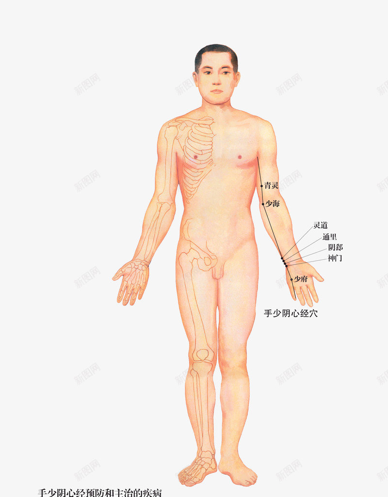 手少阴心经png免抠素材_新图网 https://ixintu.com 主治的 和 疾病 防治