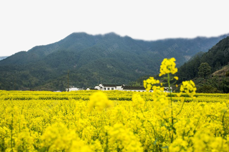 美丽山村png免抠素材_新图网 https://ixintu.com 农村 山区 山村 油菜花地